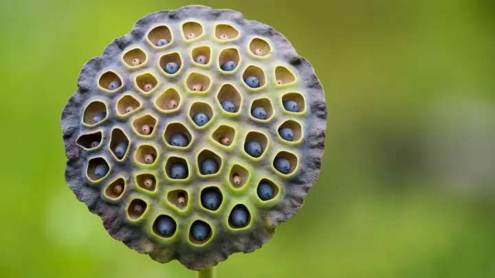 : Understanding Trypophobia: Unraveling the Mystery Behind the Fear of Clustered Holes